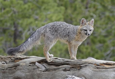 Gray Fox – Quest For The Longleaf Pine Ecosystem