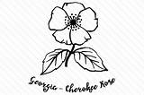 Cherokee Rose Georgia Flower State Drawing Svg Craft Flowers Getdrawings Creative sketch template