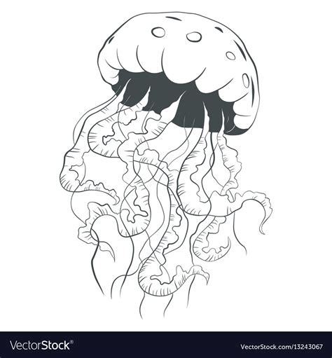 jellyfish  art style royalty  vector image