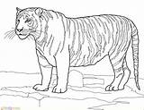 Tiger Tigre Harimau Mewarnai Coloriage Colorare Bengala Disegno Bengal Tigri Kolorowanki Tijger Tigers Tigres Ausmalbilder Branco Wydruku Bengale Marimewarnai Tygrys sketch template