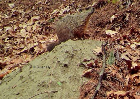 Groundhogs At Burrow Winterberry Wildlife