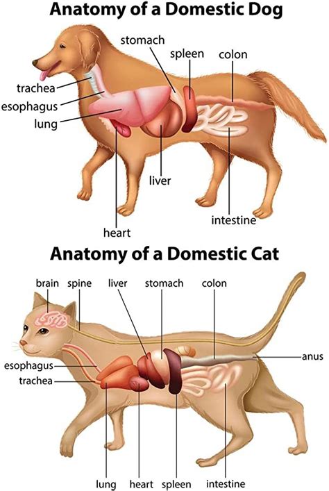 laminated anatomy  domestic dog  cat educational chart animal