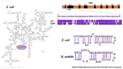 el gen del rrna  como codigo de barras genetico de bacterias youtube