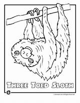 Rainforest Coloring Pages Animals Printable Jungle Sloth Color Endangered Animal Tropical Colouring Print Kids Clipart Birds Drawing Library Popular Coloringhome sketch template
