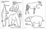 Rainforest African Firstpalette Crafts Hippopotamus sketch template