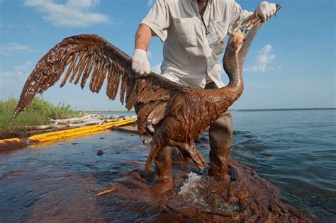 gulf oil spill isnt     years  science smithsonian magazine