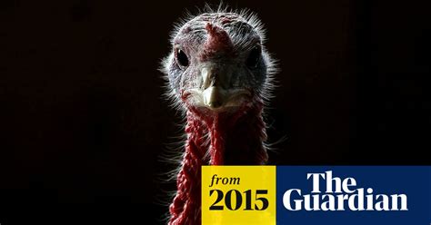 Keep Calm And Gobble On Turkey Bird Flu May Not Mean Thanksgiving