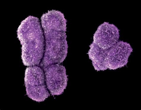 Researchers See New Importance In Y Chromosome The New York Times