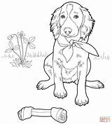 Setter Coloring Irish Pages Supercoloring English Printable Dog Colouring Labrador Welsh Bulldog Corgi sketch template