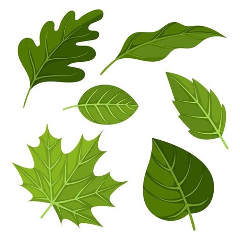 green leaves clipart set vector leaf clipart clip art flower clipart