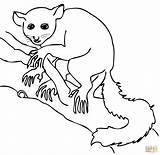 Aye Lemur Coloring Pages Ring Drawing Printable Color Tailed Lemurs Engagement Cartoon Sifaka Claddagh Silhouette Getcolorings Online Template Supercoloring Colorings sketch template