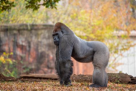 gorillas  atlanta zoo   infected  sars