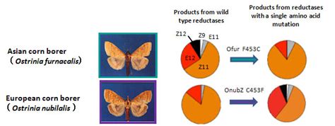 A Source Of Variation In Moths Sex Pheromones – A Single Mutation In