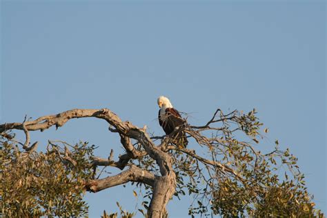 Wildlife Photos African Eagle In Chobe National Park Botswana