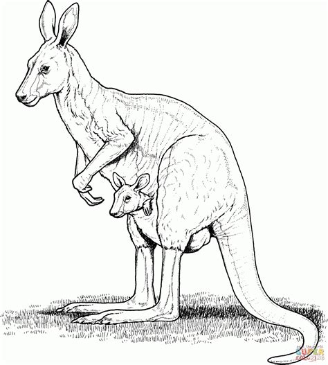 printable pictures  australian animals  printable