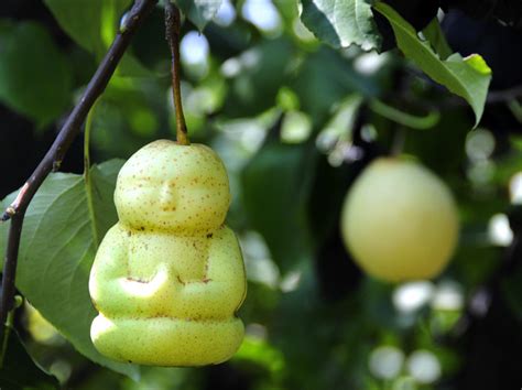 models of buddhist caring buddha shaped pears