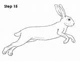 Hare Arctic How2drawanimals Jackrabbit sketch template