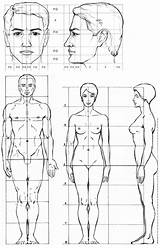Humana Dibujo Cuerpo Proporciones Figuras Humanas Estructura Anatomia Mural Retratos Visitar Cuerpos Espalda Vitruvio sketch template