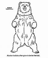 Grizzly Kodiak Outline Colouring Animals Outlines Honkingdonkey Sketches sketch template