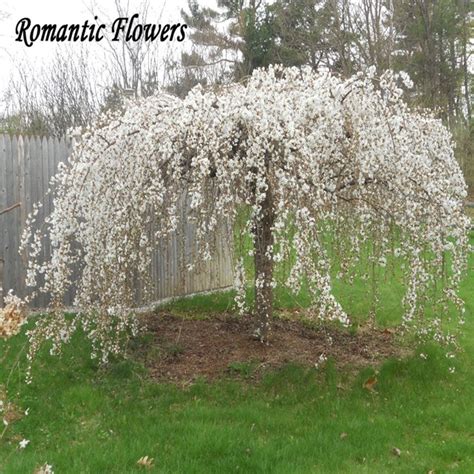 Weeping Dwarf Cherry Tree White Weeping Cherry Tree