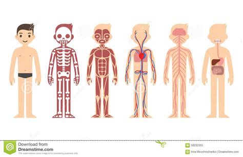 human body systems  kids  body systems kids human anatomy