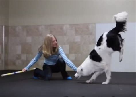 una mujer graba en vídeo la facilidad que tiene para controlar a su perro con la rutina del palo