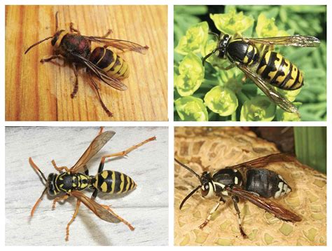asian giant hornets      dangerous  questions answered