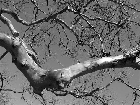 tree branch  stock photo public domain pictures
