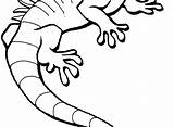 Lizard Monitor Drawing Clipartmag sketch template