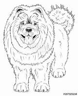Chow Coloring Pages Getcolorings Printable Search sketch template