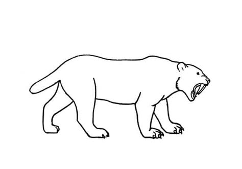draw  sabre tooth tiger step  step easy animals  draw