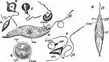 Euglena Clipart Viridis Etc Medium Gif sketch template