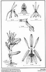 Dodson Epidendrum 1989 Difforme Bennettii Group sketch template