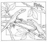 Nature Coloring Pages Scene Scenes Drawing Printable Anole Color Print Landscape Green Adult Boys Drawings Adults Jungle Coloringtop Getdrawings Draw sketch template