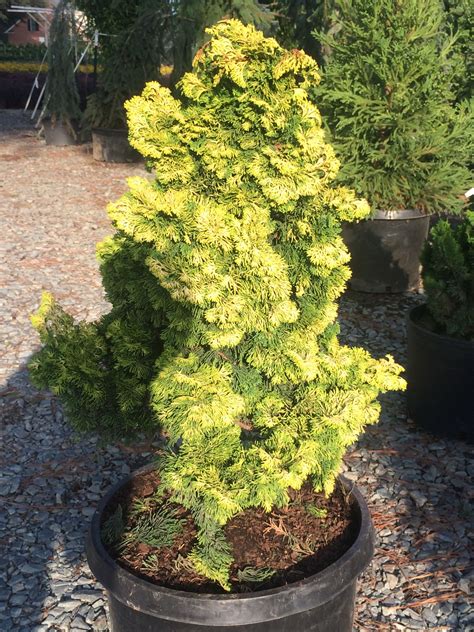 chamaecyparis obtusa verdoni golden hinoki cypress cool conifers