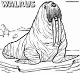 Walrus Coloring Pages Drawing Realistic Sheet Cute Designlooter Animal Colorings Print Getdrawings 64kb 926px 1000 sketch template