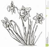 Daffodil Narcissus Fiore Narciso Daffodils Imgkid sketch template