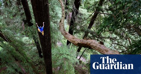 world view free climbing a giant redwood eureka