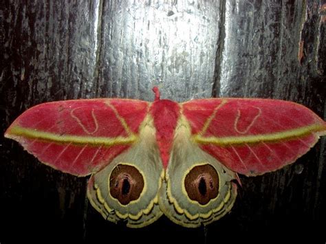pink moth automeris unknown sp  peruvian amazon pink moth