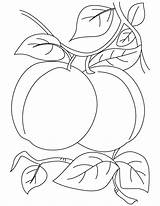 Coloring Apricot Pages Plum Pair Kids Printable Fruits Drawing Fruit Colorat Imagini Flower Vegetables Pentru Choose Board sketch template