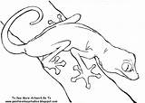Gecko Geckos Coloring Pages Template Geico If Print sketch template