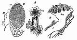 Marchantia Liverworts Hepaticae Polymorpha Thallus sketch template