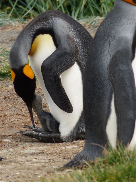 king penguin feeding chick parque pinguino rey chile [3506x4608] [oc]