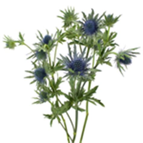 hint  blue thistle fiftyflowerscom