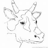 Coloring Cow Realistic Pages Getcolorings sketch template