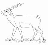 Buck Coloring Pages Blackbuck Drawing Supercoloring Printable Categories sketch template