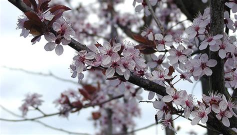 care   flowering plum tree garden guides