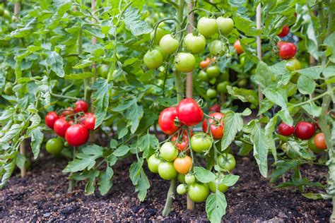 difficult  growing  fruitful tomato plant  independent