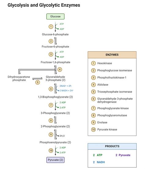 glycolysis  steps  diagram  atp formation