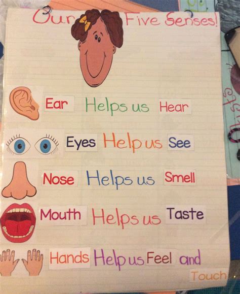 senses anchor chart senses preschool  senses kindergarten